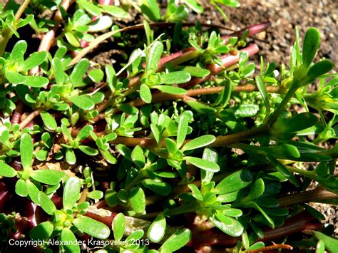 Aggregata Plants And Gardens The Edible Portulaca Or Purslane Weed