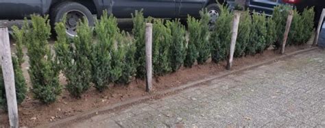 Taxushaag Taxus Media Hillii Haagaanplanten