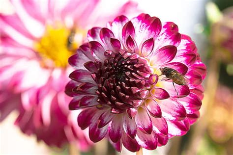 Lizenzfreie Schnauzen Schwebfliege Fotos Piqsels