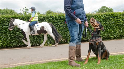 Dogs and Muzzle Training | Blue Cross