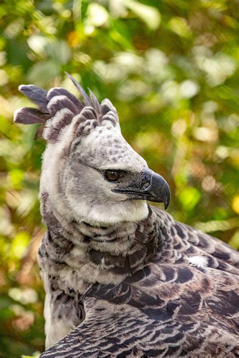 Baby Harpy Eagle Flying