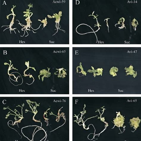 Phenotypic Changes in Mature Transgenic Plants. | Download Scientific ...