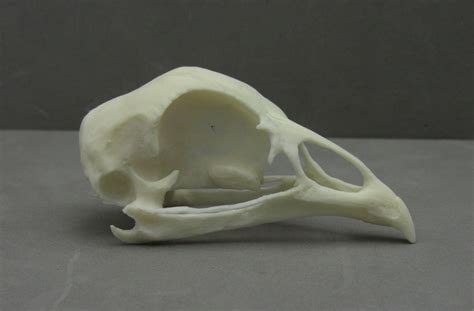 Extra Detailed Replica Bird Skulls