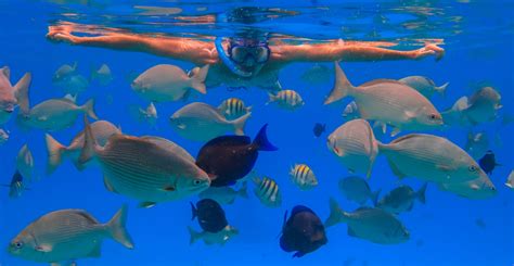 Bali Snorkling And Diving Tanjung Benoa Dwg Bali Trans