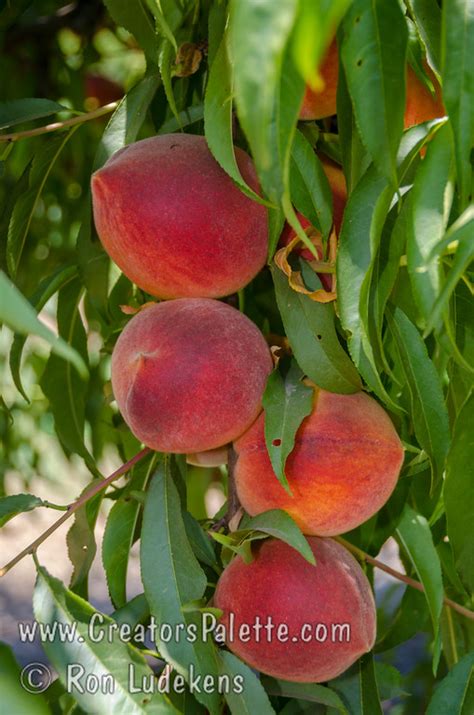 John Fanick Peach Prunus Persica Sp Creatorspalette