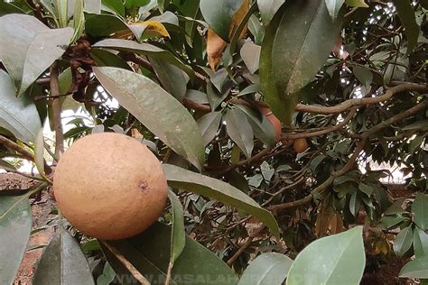 Sapodilla Fruit: What is it + Uses