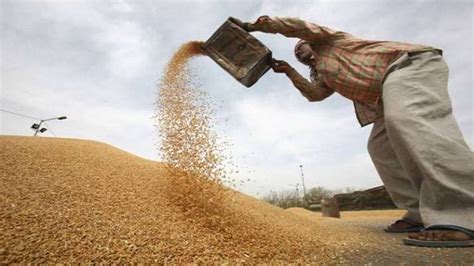 Govt S Wheat Procurement Touches Record High Of Million Tonnes