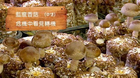 屏東萬丹】 醬油達人簡志斌 從釀造到種植一手包上 有機無毒 美麗心台灣153上 新唐人亞太電視台