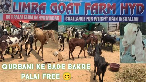 Qurbani Ke Bade Bakre Available In Limra Goat Farm Hyderabad Best