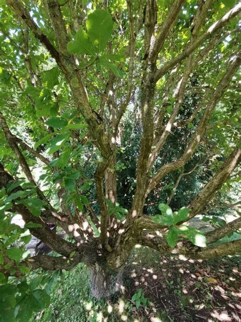 Quercus Aliena Blume Flora Mundial Pl Ntnet Identify