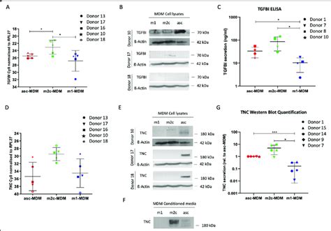 Upregulation Of Tgfbi And Tnc In Migration Promoting Mdm Subtypes A