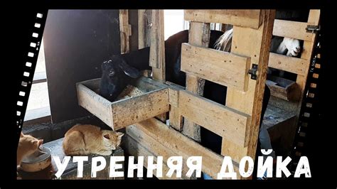 Утренняя дойка Рассказываю про своих коз. - YouTube