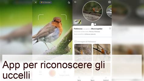 App Per Riconoscere Gli Uccelli Salvatore Aranzulla Youtube