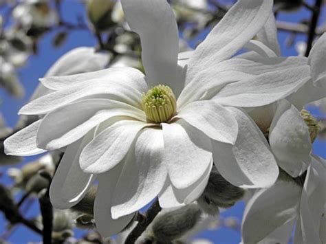 15 Types Of Magnolia Trees And Shrubs With Pictures Dengarden