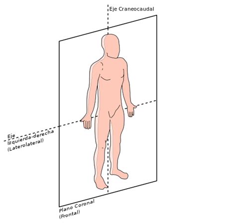 Planos anatómicos y ejes