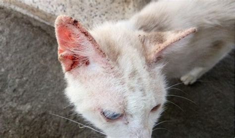 Sarna En Gatos Causas S Ntomas Y Tratamiento Peludos