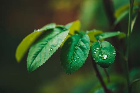 Hojas Verde Oscuro Con Gotas De Rocío Vegetación Rica Con Gotas De Lluvia Plantas Verdes En