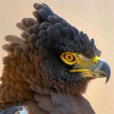 Cuál es la relación del águila crestada con los ríos o cuerpos de agua