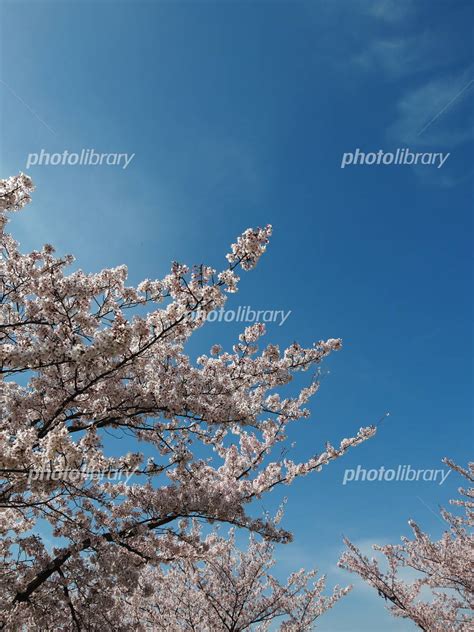 春 青空に映える満開の桜 写真素材 3025896 フォトライブラリー Photolibrary