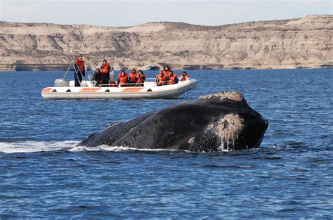 Cuál Es El Mejor Momento Del Año Para El Avistaje De Ballenas En La