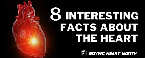 8 Interesting Facts About The Heart Bdywc