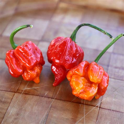 Pepper Trinidad Scorpion Harris Seeds