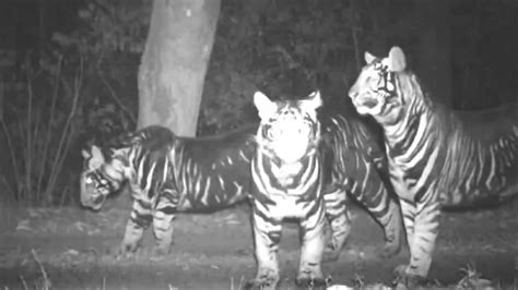 Extremely rare pseudo-melanistic tiger family spotted in Odisha. Watch ...