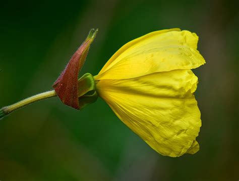 Fleur Bloom Botanique Photo Gratuite Sur Pixabay Pixabay