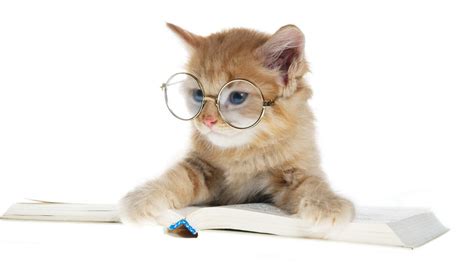 тапети : котка, коте, Книга, бозайник, кръгли очила 1920x1080 ...