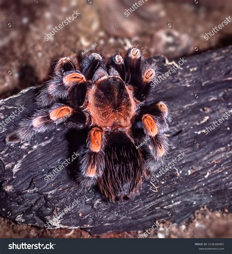 Tarantula Spider Habitat Stock Photo 2156160401 | Shutterstock
