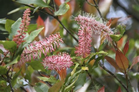 Macadamia Ternifolia F Muell