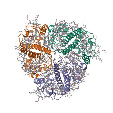 RCSB PDB 8IWX Cryo EM Structure Of Unprotonated LHCII In Detergent