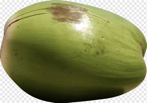 кокос, целый, зеленый, png | PNGWing