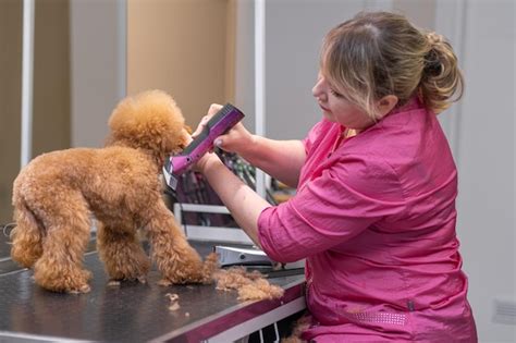 Premium Photo Furry Puppy Receiving A Stylish Haircut At The Pet Spa