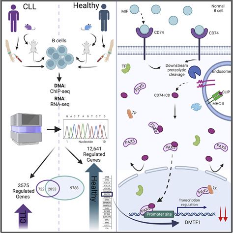 Cd74 As A Regulator Of Transcription In Normal B Cells Cell Reports