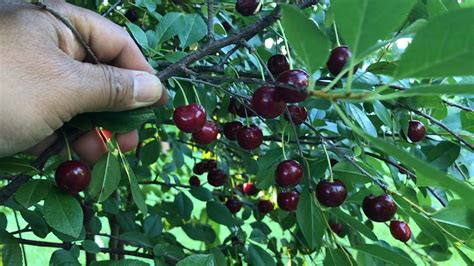 Harvesting Carmine Jewel Dwarf Cherries From Our Backyard Garden 2022