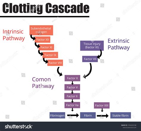 Blood Coagulation Cascade