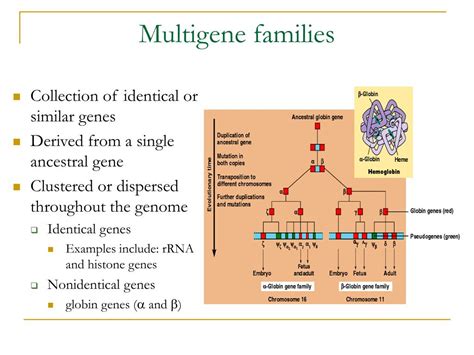 PPT Organization Of The Eukaryotic Genomes PowerPoint Presentation