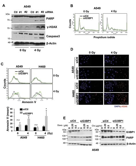 G3bp1 Depletion Increases Radiosensitisation By Inducing Oxidative