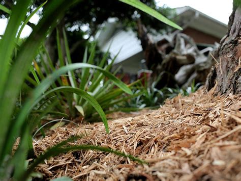 Enhancing Your Garden With Straw Mulch A Comprehensive Guide