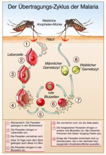 Tb Teil Wirkstoffe Gegen Parasit Re Infektionen Malaria Therapie