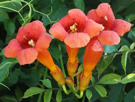 Plant Encyclopedia Trumpet Vine Bless My Weeds