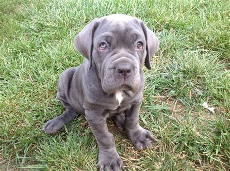 This Is Our Monster Neopolitan Mastiff 2 And 12 Months Old