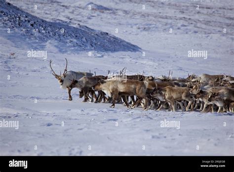 Reindeer Herd Chukotka Autonomous Okrug Siberia Russia Stock Photo