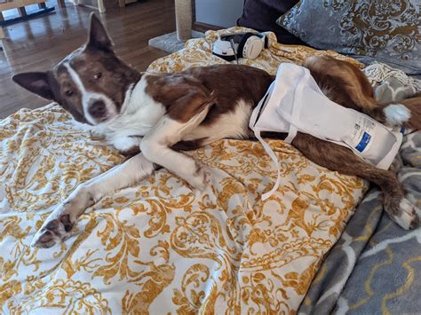 1252 best Neutered images on Pholder | Aww, Blackcats and Pet After Vet