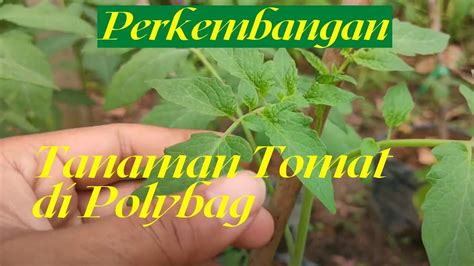 Perkembangan Tanaman Tomat Di Dalam Polybag TanitaNam Tanaman Tomat