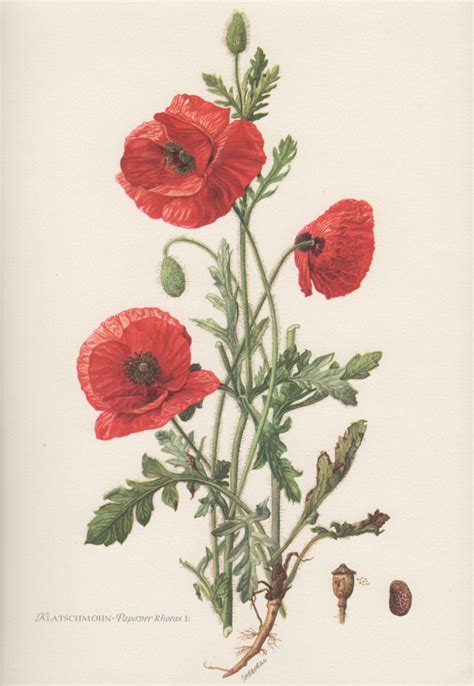 Red Poppy Vintage Botanical Print Lithograph By Craftissimo