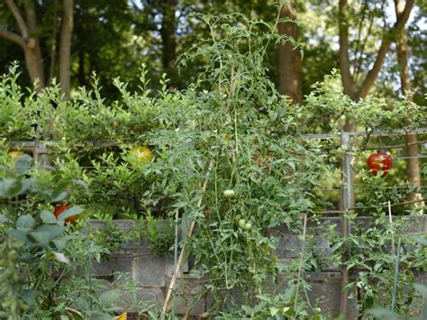 Pruning and Staking Tomato Plants | Determinate vs Indeterminate ...