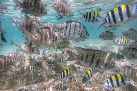 Rawa Island Snorkeling: A Unique Experience with Baby Sharks & Stunning Coral Beds: Book Tours ...