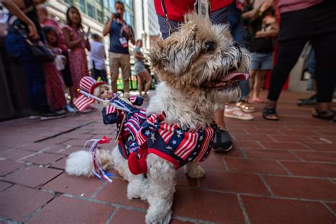 Perros Patri Ticos Disfrazados Se Lucen En El Desfile En El D A De La